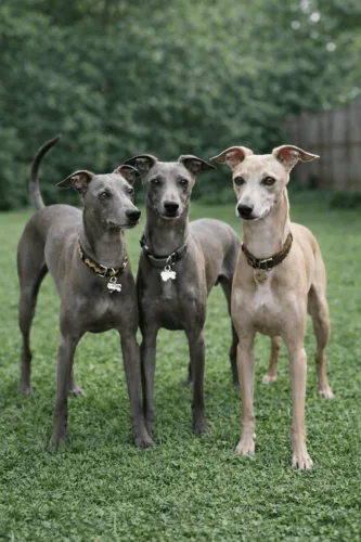 Chart włoski – żywienie rasy