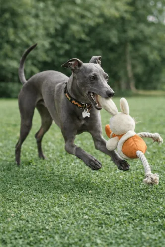 Chart włoski – wychowanie rasy