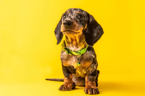 Jamnik miniaturowy – historia i pochodzenie rasy