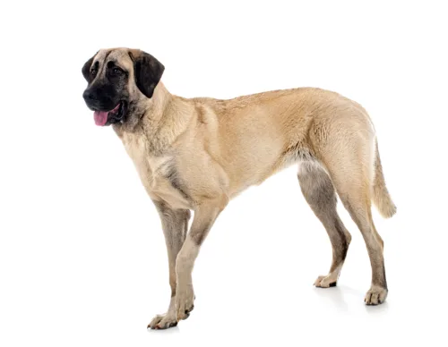 Kangal