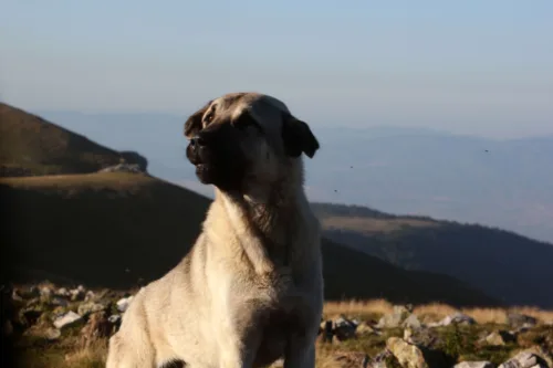Kangal – żywienie rasy