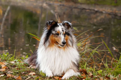 Owczarek australijski 