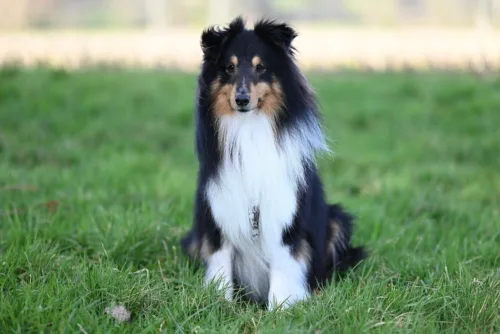 Owczarek szetlandzki – szkolenie rasy