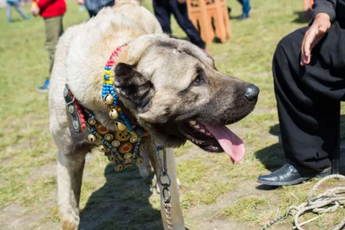 Kangal – charakterystyka rasy