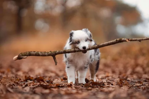 Owczarek australijski – zdrowie rasy