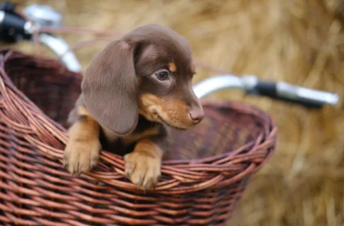 Jamnik miniaturowy – żywienie rasy