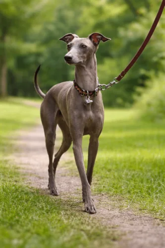 Chart włoski – wygląd rasy