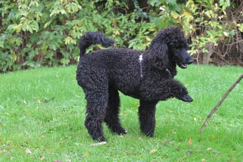 Pudel duży – wygląd rasy