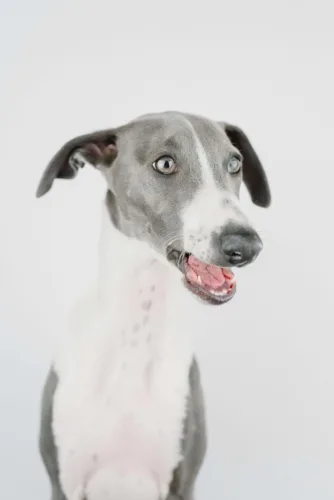 Whippet – żywienie rasy