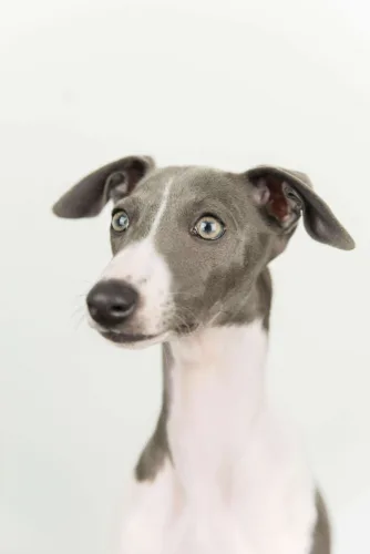 Whippet – charakterystyka rasy