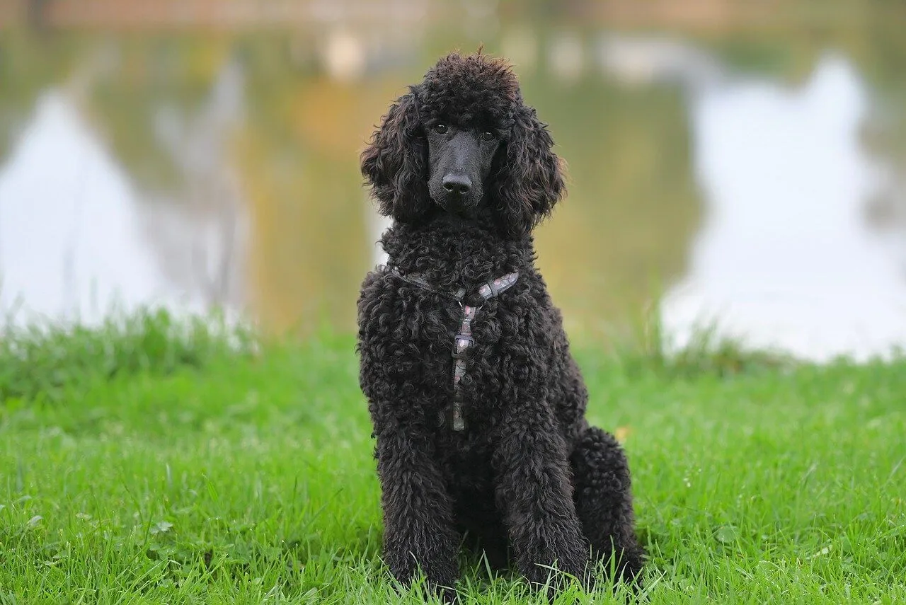 jaki pies przy alergii