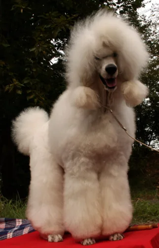 Pudel duży – szkolenie rasy