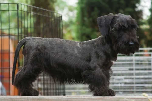 Terier czeski – szkolenie rasy