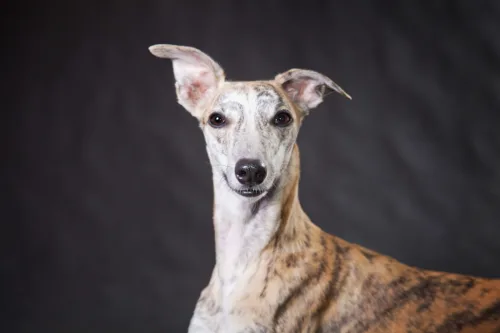 Whippet – wygląd rasy