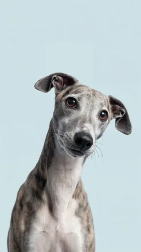 Whippet – historia i pochodzenie rasy