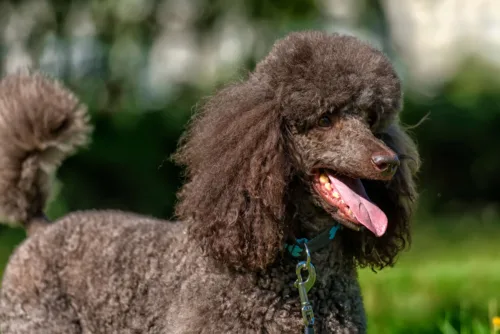 Pudel duży – cena rasy i koszt utrzymania