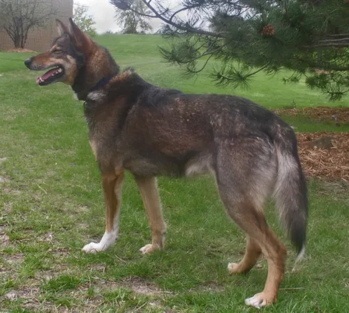 Alaskan Husky – wychowanie rasy