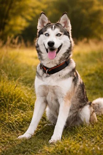 Alaskan Husky