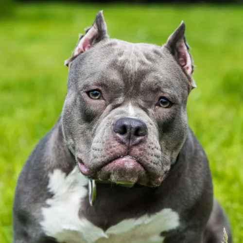 American Bully – cena rasy i koszt utrzymania