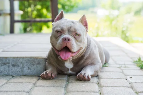 American Bully – żywienie rasy