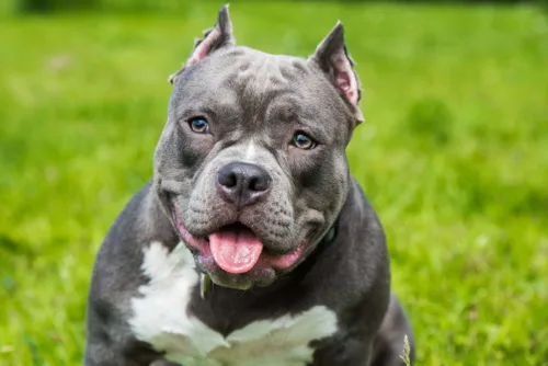 American Bully – szkolenie rasy