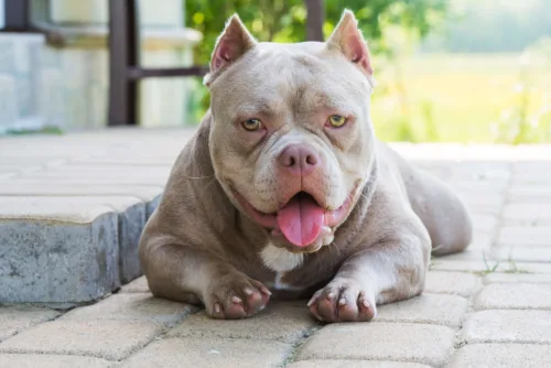 American Bully – pielęgnacja rasy
