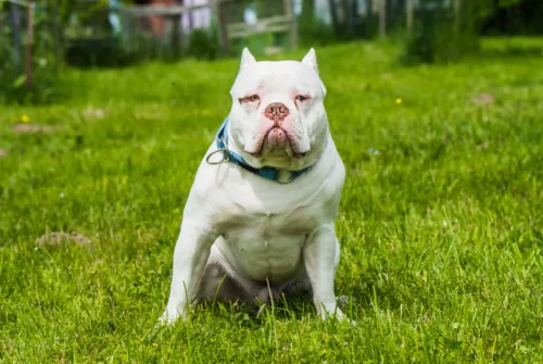 American Bully – wychowanie rasy