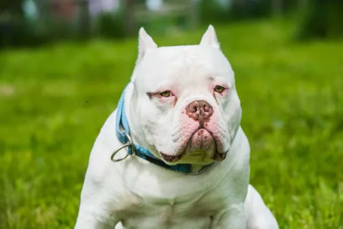 American Bully – historia i pochodzenie rasy