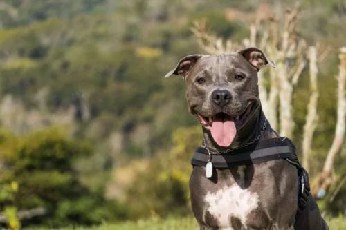 Amerykański pitbulterier – charakterystyka rasy