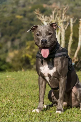 Amerykański pitbulterier 