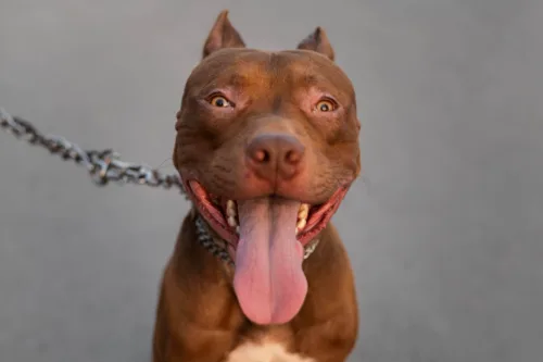 Amerykański pitbulterier – żywienie rasy