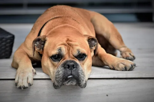 Buldog kontynentalny – szkolenie rasy