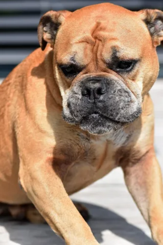 Buldog kontynentalny – historia i pochodzenie rasy