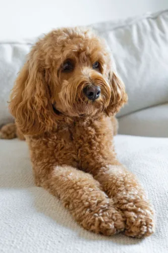 Cavapoo – historia i pochodzenie rasy