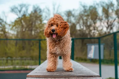 Cavapoo – szkolenie rasy