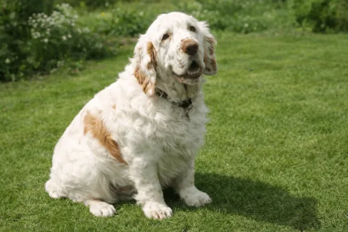 Clumber spaniel 