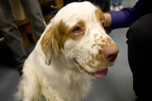 Clumber spaniel – szkolenie rasy