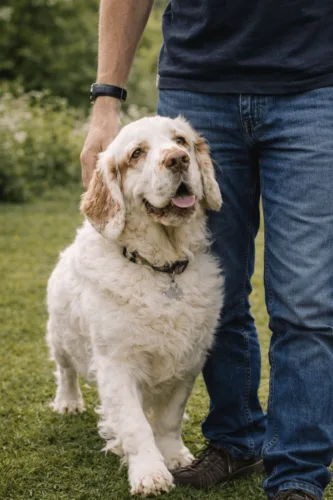 Clumber spaniel – zdrowie rasy