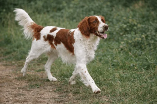 Seter irlandzki czerwono-biały – charakterystyka rasy