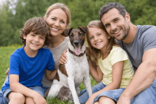 Foksterier krótkowłosy – wychowanie rasy