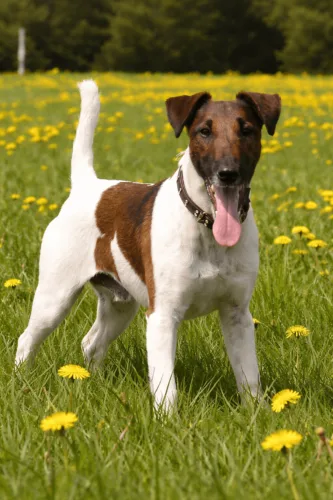 Foksterier krótkowłosy – wygląd rasy