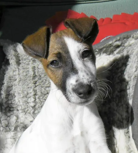 Foksterier krótkowłosy – zdrowie rasy