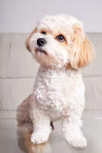 Maltipoo – żywienie rasy