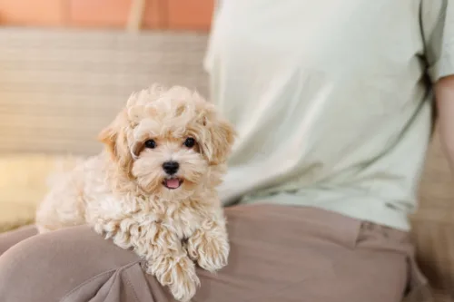 Maltipoo – pielęgnacja rasy