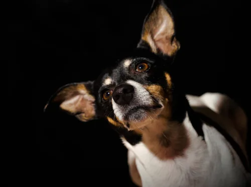Rat terrier – pielęgnacja rasy