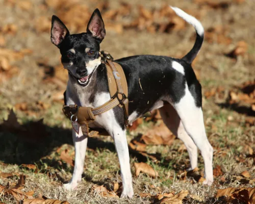 Rat terrier – historia i pochodzenie rasy