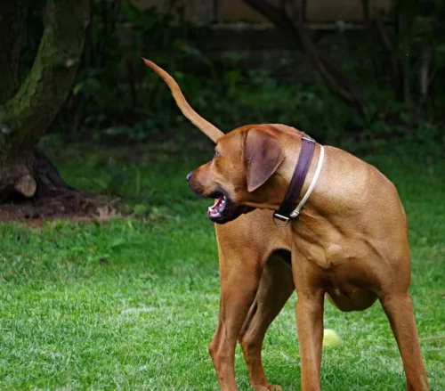 Rhodesian ridgeback – zdrowie rasy