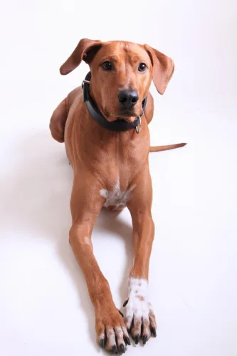 Rhodesian ridgeback – szkolenie rasy