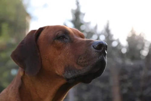 Rhodesian ridgeback – cena rasy i koszt utrzymania