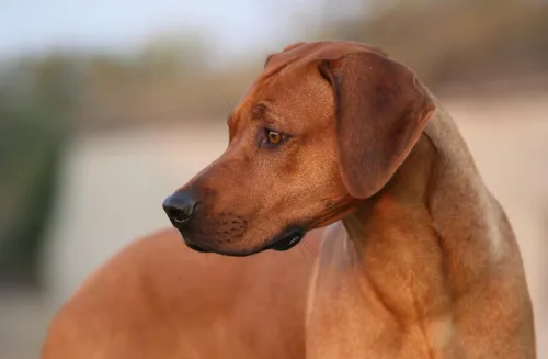 Rhodesian ridgeback – pielęgnacja rasy